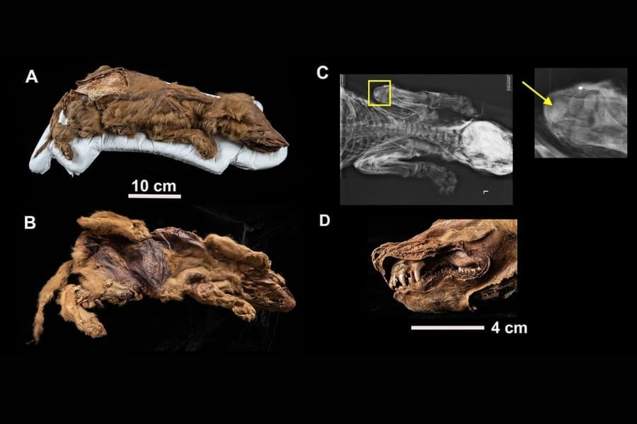 史上最古、オオカミの凍結ミイラを発見！5.7万年前から保存状態もパーフェクト（カナダ）