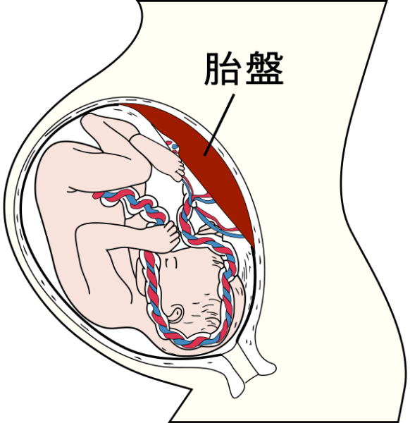 胎盤は母体と胎児をつなぐ重要な器官