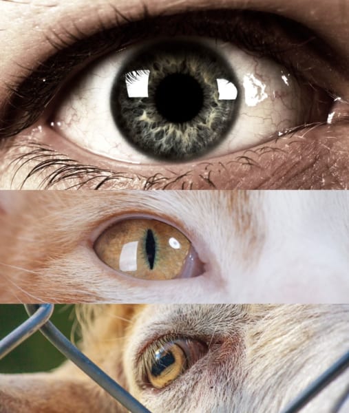 円形の瞳孔、縦長の瞳孔、横長の瞳孔にはそれぞれ特徴がある