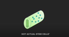 受精卵が成長すると幹細胞に囲まれたチューブを形成する
