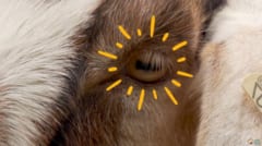 ヤギなどの草食動物の瞳孔は横に伸びた長方形