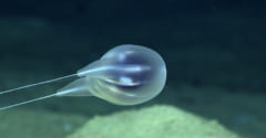 新種の深海生物