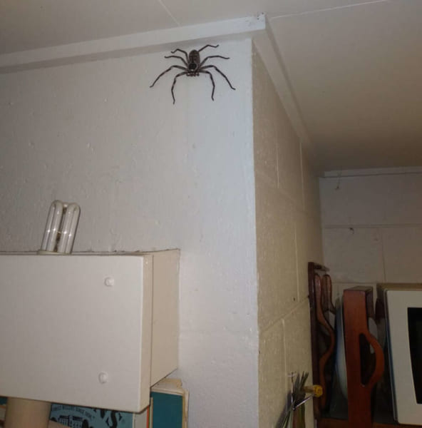 蜘蛛 でかい 家にいる蜘蛛（クモ）の種類～大きい・小さい・黒や茶色のくも画像
