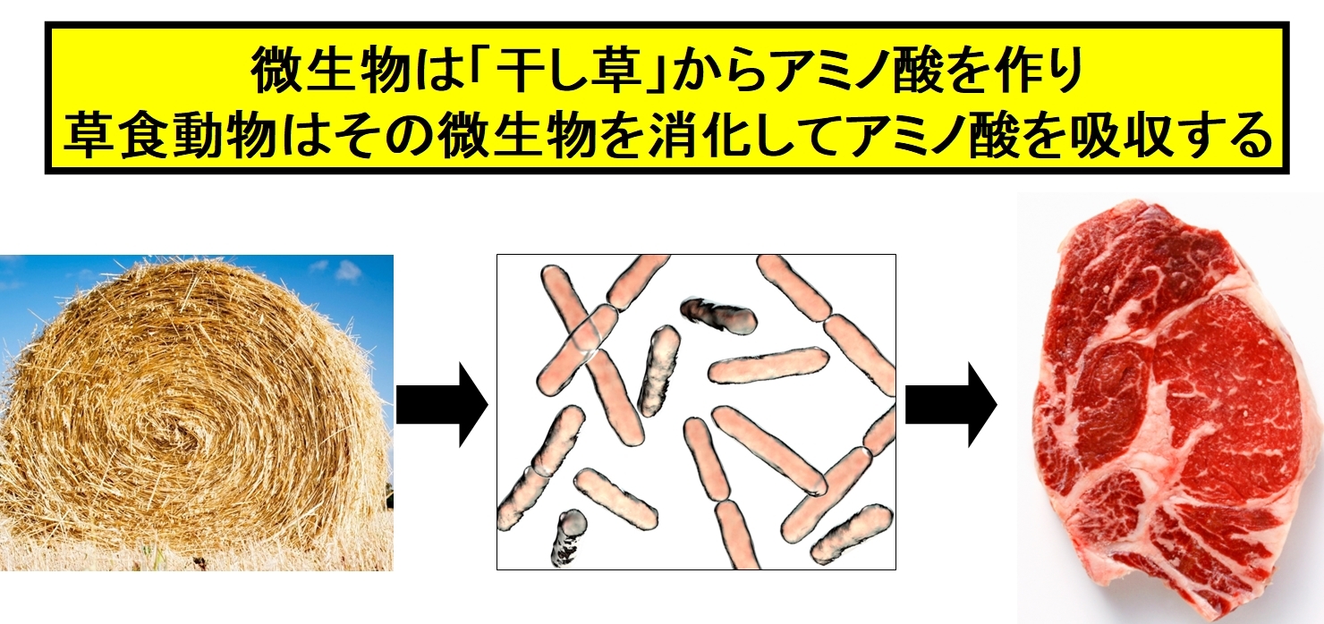 草食動物の体内にいる微生物は干し草を原料にしてアミノ酸を合成できる