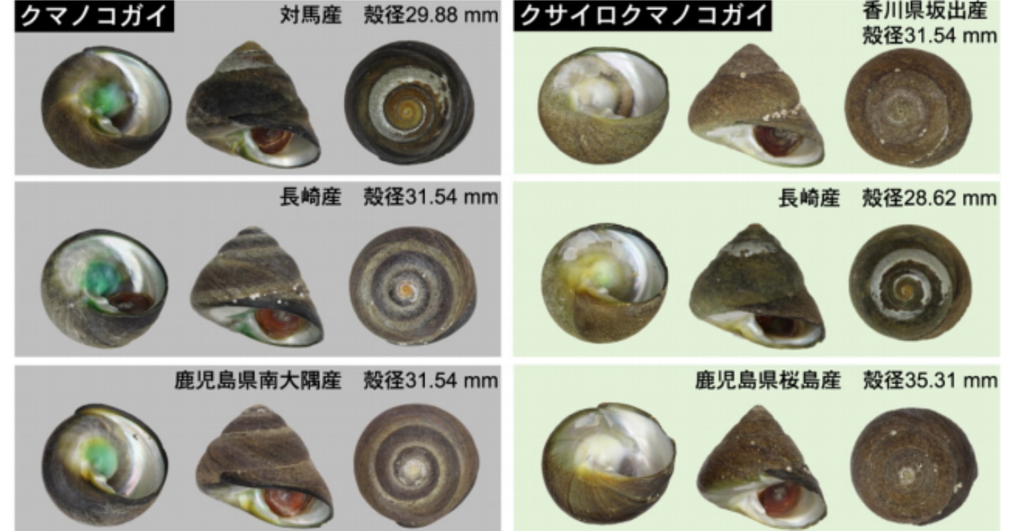 知らずに食べていた 食用の シッタカ貝 の一種がまったくの新種だったと判明 日本 ナゾロジー