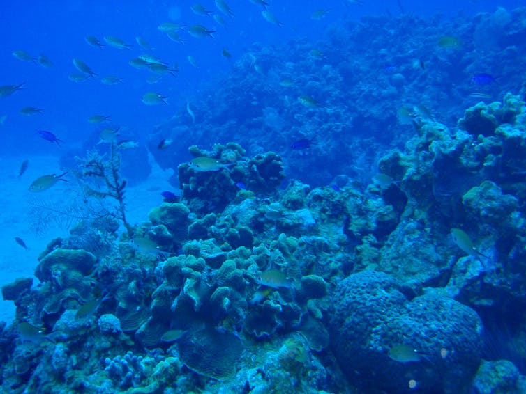 ベリーズ近海のサンゴ礁