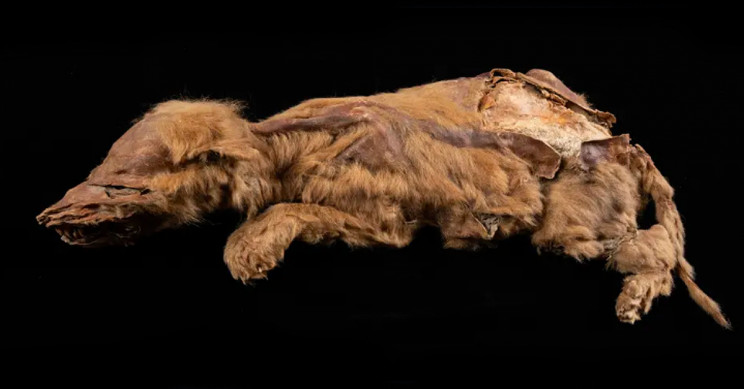 5万7000年前のオオカミのミイラ