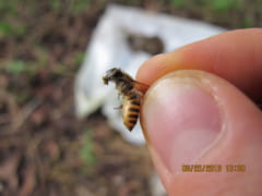 フンを持ち帰るミツバチ