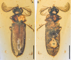 発見された発光性の甲虫