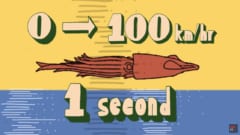 イカは「時速100kmで空を飛べる」って知ってた？ 羽のないイカが空を飛ぶ驚きの方法の画像 7/11