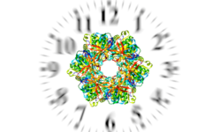体内時計は時計タンパク質の作用が関連している。