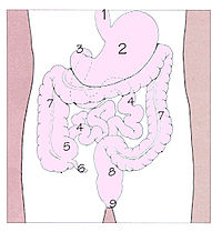 盲腸（5）、虫垂（6）