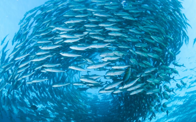 魚は外部からの調整されることなく、秩序だった群れの動きを実現している。
