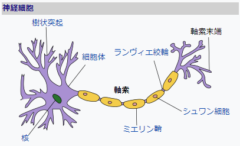 神経細胞と神経線維（軸索）