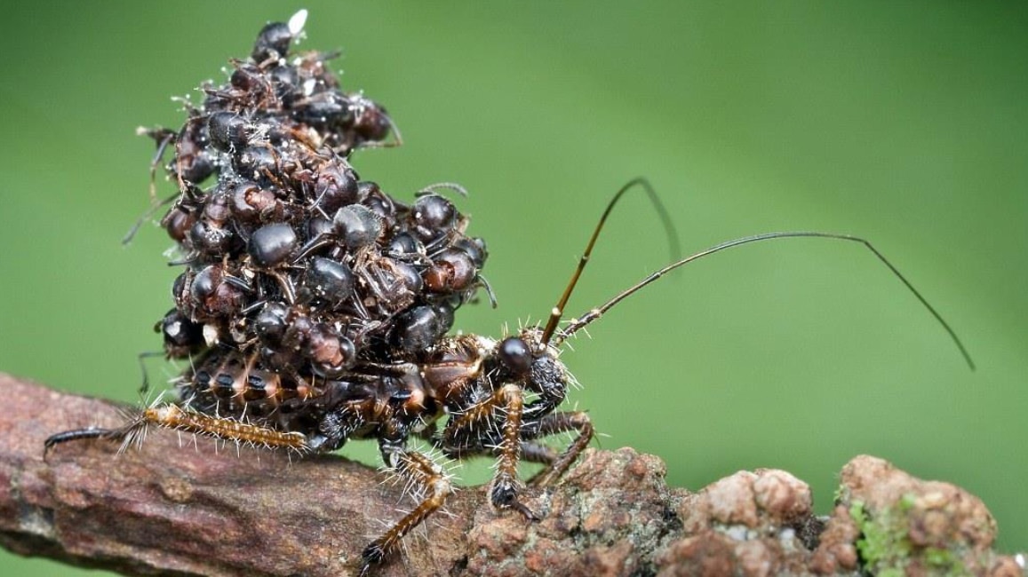 暗殺虫 アサシンバグ の異名をもつムシの恐るべき習性とは アリの死体を山積みにして背負うワケ 画像注意 ナゾロジー