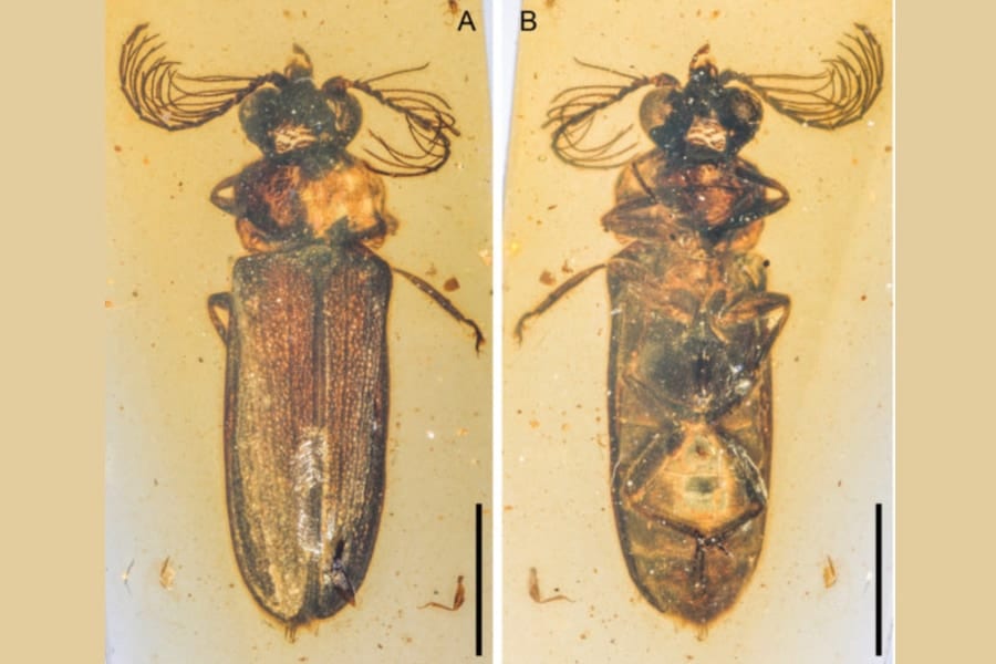 1億年前の「光る甲虫」の化石を発見！ 発光器官が無傷のまま保存されていた
