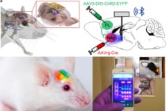 脳制御チップが搭載する遠距離操作機能があれば好きな時にマウスの精神を改変できる