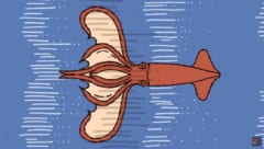 イカは「時速100kmで空を飛べる」って知ってた？ 羽のないイカが空を飛ぶ驚きの方法の画像 8/11