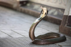 ヘビ毒を同極の「マグネット」のように跳ね返す進化を遂げたヘビが発見されるの画像 1/2