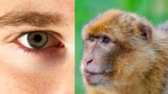 人間の死体から網膜幹細胞を採取し、サルの目に移植