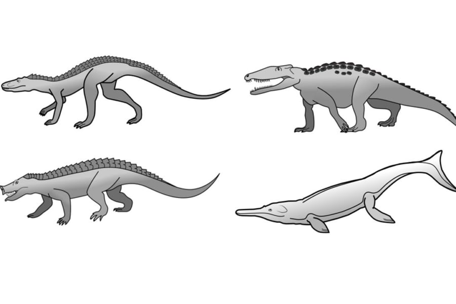 恐竜の繁栄した時代には、さまざまな形態のワニがいた。