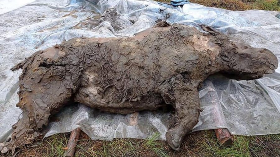 2万年前の「絶滅種・ケブカサイ」のミイラを新たに発見！ フサフサな体毛など80%が無傷の状態（ロシア）