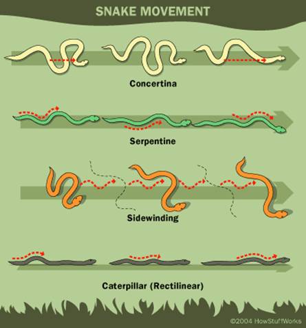 ヘビの主な4つの移動方式