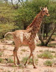 ナミビアで見つかった小人症のキリン
