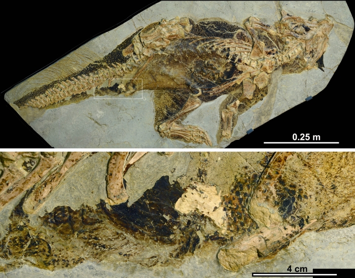 調査された「プシッタコサウルス」の化石