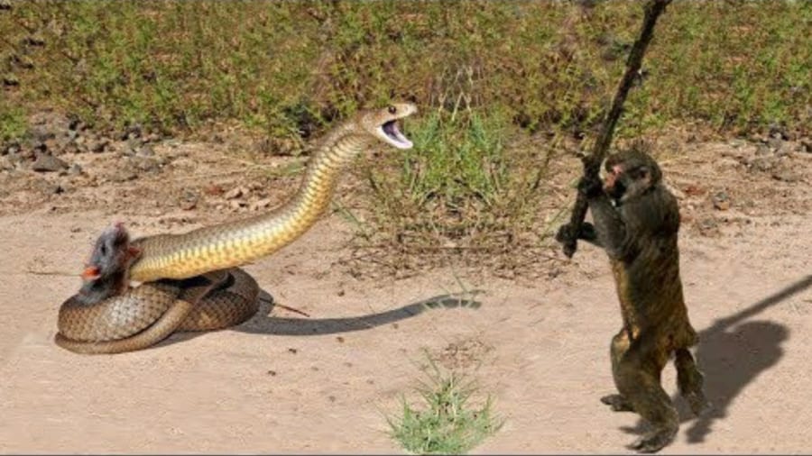 棒でヘビを威嚇するサルのイメージ画像。
