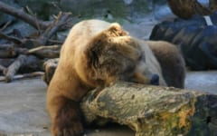 クマが冬眠するように、がん細胞も冬眠によって過酷な環境をやり過ごす。