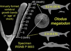 脊椎骨に見られる年輪を調査