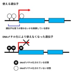 DNAメチル化による遺伝子の不活化