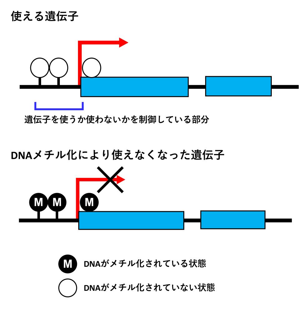 DNAメチル化による遺伝子の不活化