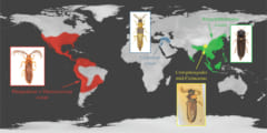 過去に見つかったコメツキムシ上科の絶滅種