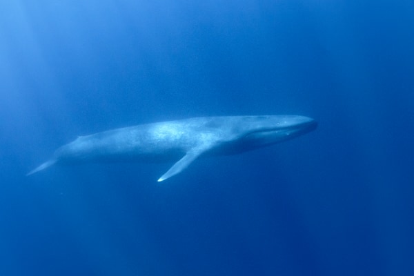 クジラの歌を地震研究に利用する新しい方法が発見される