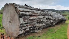 ニュージーランドのNgāwhāで発見された古代のカウリの木。