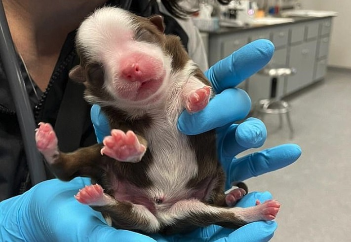 元気な 6本足の子犬 が誕生 母親の胎内で双子がくっついてしまった ナゾロジー