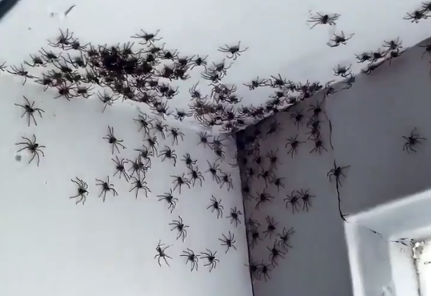 まるで「まっくろくろすけ」　オーストラリアの人家にクモの子が大量発生！