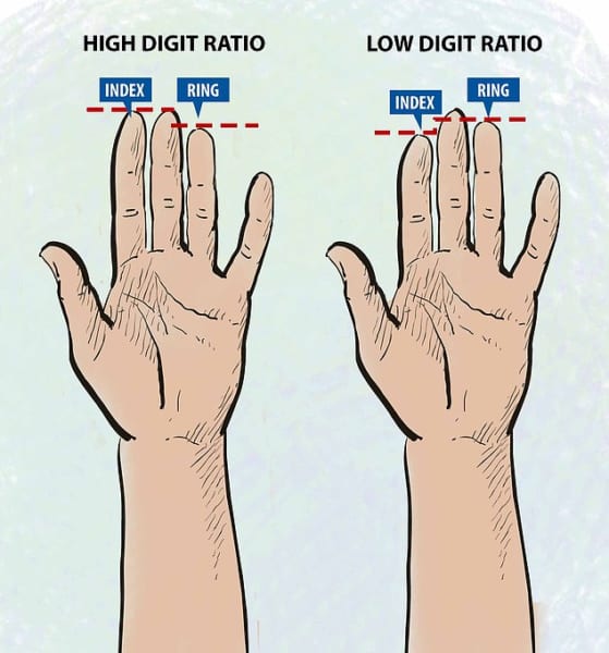 人差し指が長いと女性的、薬指が長いと男性的