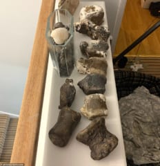 自宅の化石コレクション