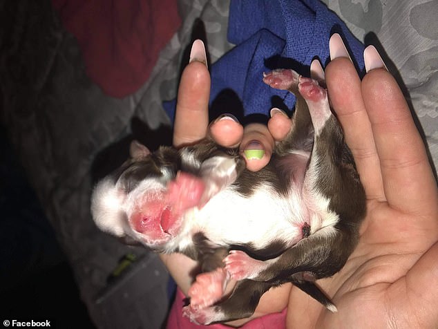 元気な 6本足の子犬 が誕生 母親の胎内で双子がくっついてしまった ナゾロジー