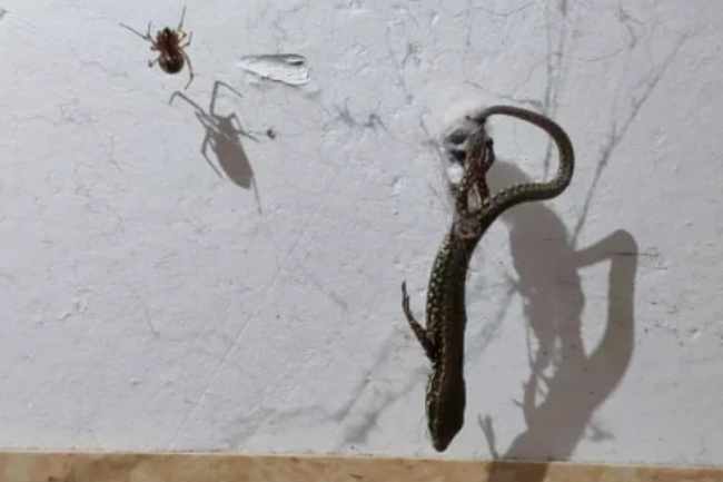 まさにジャイアントキリング…　「 滑車ような巣」で獲物を宙に吊り上げるクモ