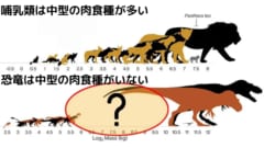 哺乳類は様々なサイズの肉食種がいるが、恐竜では中型の肉食種はあまりいない