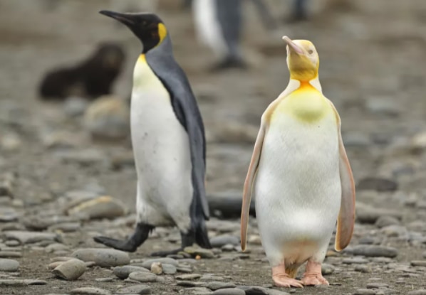 前例のない「黄色ペンギン」を発見！ 黄色い色素がアルビノだけでは説明できないの画像 2/3