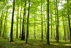 森林浴がストレス対処力を高める？