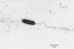 発見された新種の硫酸還元菌 HN2T株の電子顕微鏡写真。