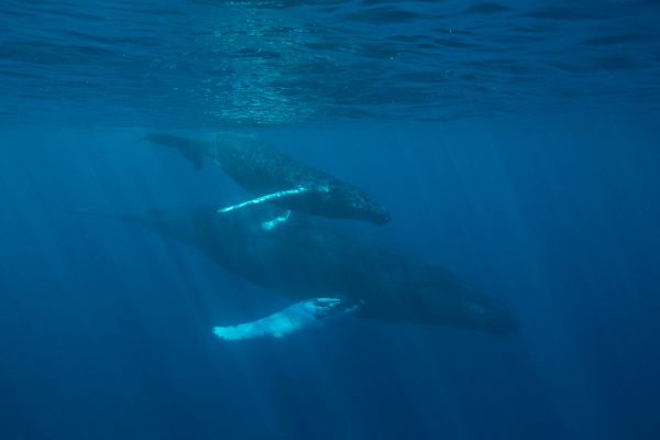 クジラの歌声が、地殻を伝わる地震波になる。