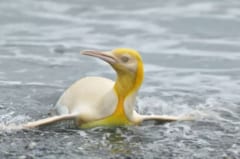 発見された黄色いペンギン