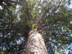 ニュージーランドにだけ生育する巨木「カウリの木」